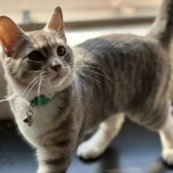 Ahsoka (Green) -  Domestic Short Hair Cat for Adoption in Sunnyvale, California - Ahsoka (Green) | PetCurious