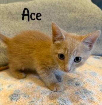 Domestic Short Hair and Tabby Cats Available for Adoption in Ruskin, Florida - Ace | PetCurious