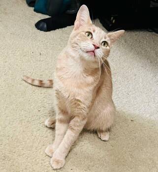 Lady Cheesy Gordita Crunch -  Tabby Cat for Adoption in San Antonio, Texas - Lady Cheesy Gordita Crunch | PetCurious