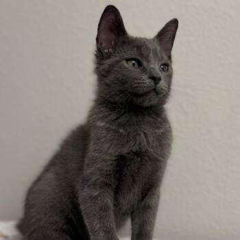 Rex -  Domestic Short Hair Cat for Adoption in Houston, Texas - Rex | PetCurious
