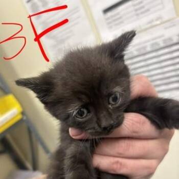 Rescue American Shorthair Cats for Adoption in Charleston, South Carolina - Isabel | PetCurious