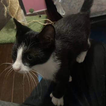 Rescue Domestic Short Hair Cats for Adoption in Carmel, Indiana - Smokey Barbeque | PetCurious