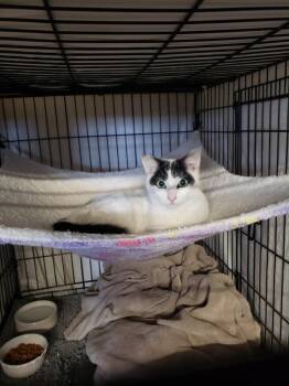 Domestic Short Hair Cats Available for Adoption - Sherly | PetCurious