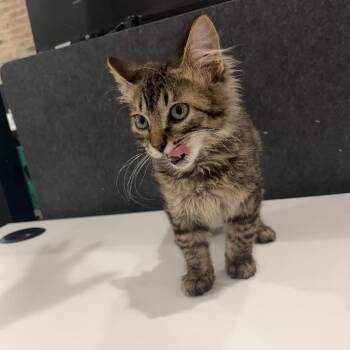 Miss Mam -  Domestic Medium Hair Cat for Adoption in Livingston, Texas - Miss Mam | PetCurious
