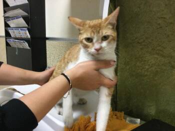 SUNKIST -  Domestic Short Hair Cat for Adoption in Riverside, California - SUNKIST | PetCurious