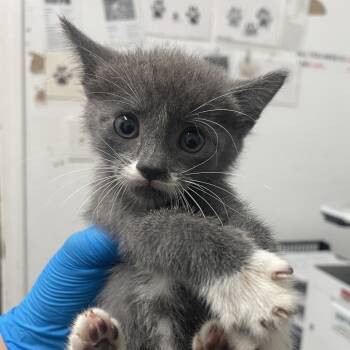 Alondra -  Domestic Short Hair Cat for Adoption in Edinburg, Texas - Alondra | PetCurious