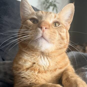 Domestic Short Hair Cats Available for Adoption - Simba | PetCurious
