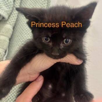 Princess Peach -  Domestic Short Hair Cat for Adoption in League City, Texas - Princess Peach | PetCurious