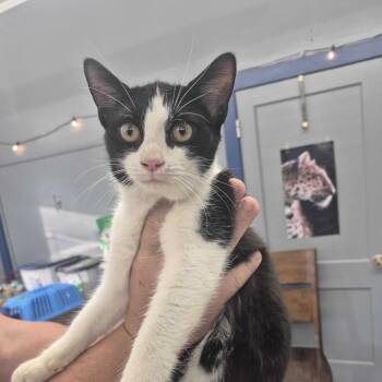 Domino -  Domestic Short Hair Cat for Adoption in Summerlee, West Virginia - Domino | PetCurious