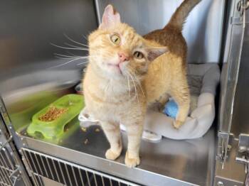 Domestic Short Hair Cats Available for Adoption in Camden, Tennessee - Morris | PetCurious