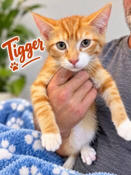 Tigger -  Domestic Short Hair Cat for Adoption in Dalton, Georgia - Tigger | PetCurious