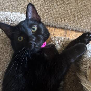 Mollie -  Domestic Short Hair Cat for Adoption in Melrose, Massachusetts - Mollie | PetCurious