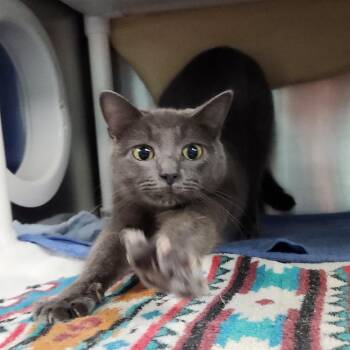 Bubble -  Domestic Short Hair Cat for Adoption in Walker, Michigan - Bubble | PetCurious