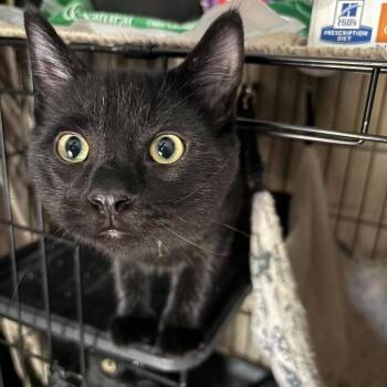 Taco-at PetSmart Madison East -  Domestic Short Hair Cat for Adoption in Madison, Wisconsin - Taco-at PetSmart Madison East | PetCurious