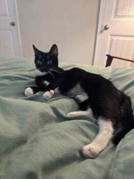 Domestic Short Hair Cats Available for Adoption - Hyum Hyum | PetCurious