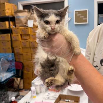 Rescue Domestic Medium Hair Cats for Adoption in Pasadena, Maryland - Pecan | PetCurious