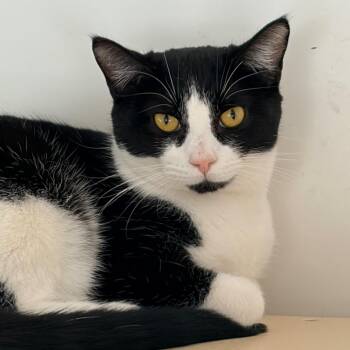 Pepper -  Domestic Short Hair Cat for Adoption in Aldie, Virginia - Pepper | PetCurious