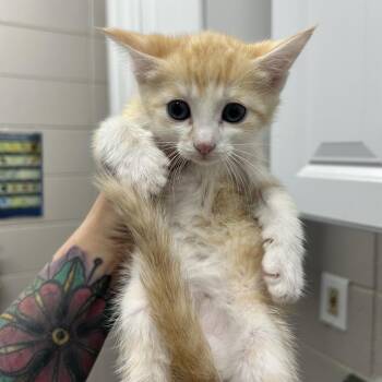 Domestic Short Hair Cats Available for Adoption in Huntsville, Alabama - Scarlett | PetCurious