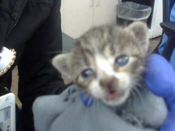 Rescue Domestic Short Hair Cats for Adoption in Dallas, Texas - JUNE | PetCurious