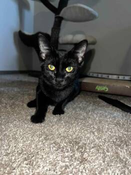 Rescue Domestic Short Hair Cats for Adoption in Chandler, Arizona - Ollie Diaz | PetCurious