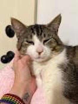 Fluff -  Domestic Short Hair Cat for Adoption in Beaverton, Oregon - Fluff | PetCurious