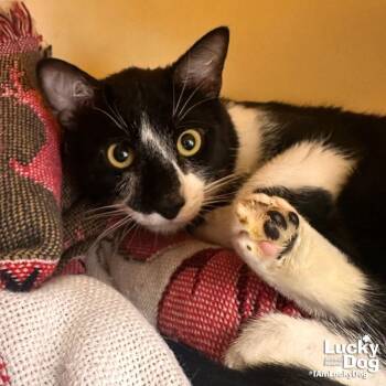 Domestic Short Hair Cats Available for Adoption in Washington, District Of Columbia - Dean | PetCurious