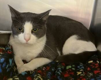 Rescue Domestic Short Hair Cats for Adoption in Richland Hills, Texas - Shiner | PetCurious