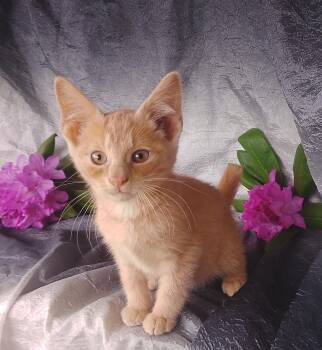 Jeffrey 657 -  Domestic Short Hair Cat Available for Adoption - Jeffrey 657 | PetCurious