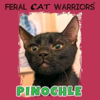 Pinnacle -  Domestic Short Hair Cat for Adoption in Kingman, Arizona - Pinnacle | PetCurious
