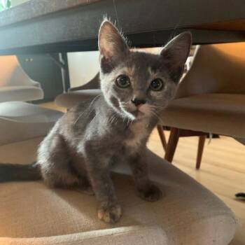 Apple Cider Hot Toddy -  Domestic Short Hair Cat for Adoption in Redmond, Washington - Apple Cider Hot Toddy | PetCurious