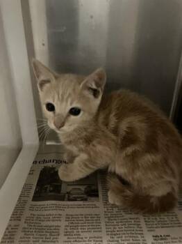 Domestic Short Hair Cats Available for Adoption in Corpus Christi, Texas - SHERIFF CHEDDAR | PetCurious