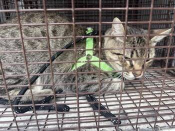 Domestic Short Hair Cats Available for Adoption in Houston, Texas - PANCHO | PetCurious