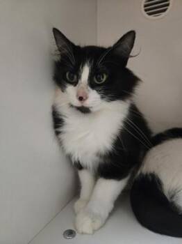 Ivy -  Domestic Medium Hair and Domestic Short Hair Cat for Adoption in Savannah, Georgia - Ivy | PetCurious