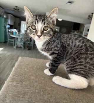 Casey -  Tabby Cat for Adoption in Huntington Beach, California - Casey | PetCurious