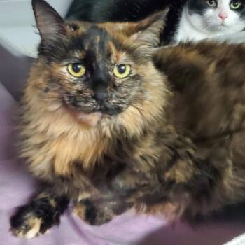Purd -  Domestic Long Hair Cat for Adoption in Stephenville, Texas - Purd | PetCurious