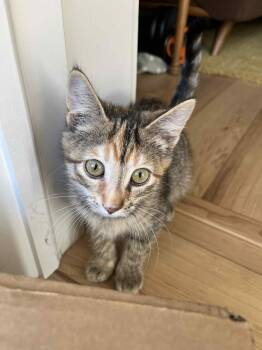Rescue Domestic Short Hair Cats for Adoption in Akron, Ohio - Maple | PetCurious