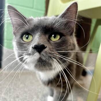 Sammie -  Domestic Short Hair Cat for Adoption in Englewood, Florida - Sammie | PetCurious