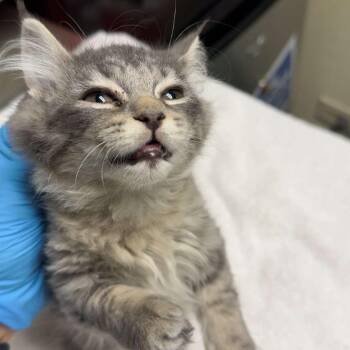Mayhem -  Domestic Short Hair Cat for Adoption in Lakewood, Colorado - Mayhem | PetCurious