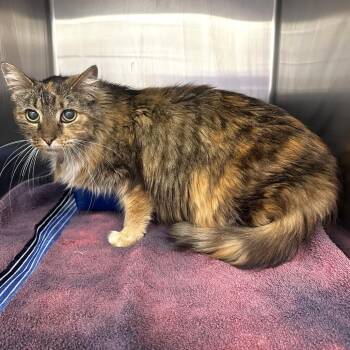 Domestic Long Hair Cats Available for Adoption in Warrensburg, Missouri - Addie | PetCurious
