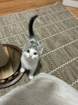 Opal -  Domestic Short Hair Cat for Adoption in Brockport, New York - Opal | PetCurious