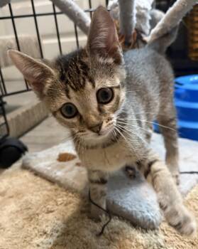 Sally-Brown Peanuts -  Tabby and Domestic Short Hair Cat for Adoption in Chandler, Arizona - Sally-Brown Peanuts | PetCurious