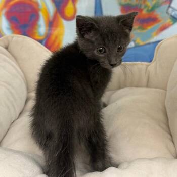 William Guest -  Domestic Short Hair Cat for Adoption in Cheyenne, Wyoming - William Guest | PetCurious