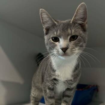 Stripes -  American Shorthair Cat for Adoption in Bethel, Connecticut - Stripes | PetCurious