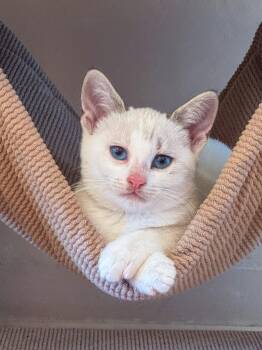 Rescue Siamese and Snowshoe Cats for Adoption in Los Angeles, California - Chowda | PetCurious