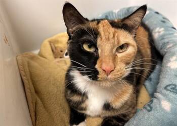 Domestic Short Hair Cats Available for Adoption in Colorado Springs, Colorado - SEA MONKEY | PetCurious