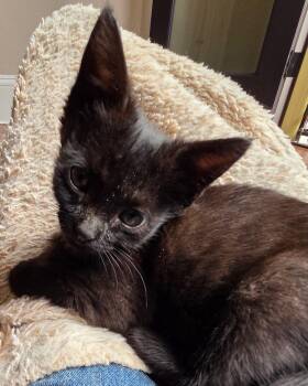 Sweet -  Domestic Short Hair Cat for Adoption in San Francisco, California - Sweet | PetCurious