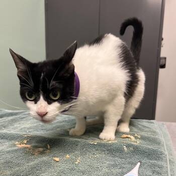 Domestic Short Hair Cats Available for Adoption - Tinsel | PetCurious