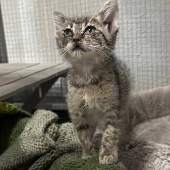 Lucy -  Domestic Short Hair Cat for Adoption in Durango, Colorado - Lucy | PetCurious