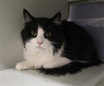 ZORRO -  Domestic Long Hair Cat for Adoption in South Lake Tahoe, California - ZORRO | PetCurious