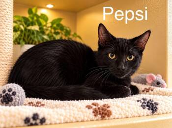 Pepsi -  Domestic Short Hair Cat for Adoption in Tucson, Arizona - Pepsi | PetCurious